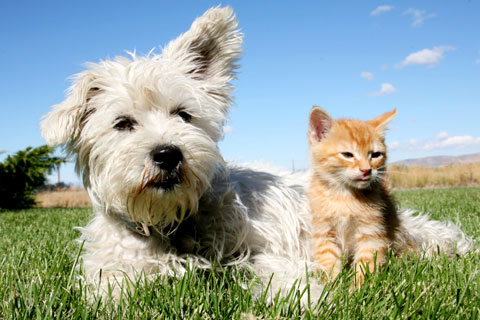 Home | Veterinarian in Beaufort, SC | Affordable Pet Day Clinic Affordable  Pet Day Clinic - Veterinarian in Beaufort, SC US